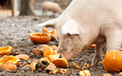 Yielding to Temptation: Pigs Get Fat, Hogs Get Slaughtered: Q3 2024 Fixed Income Update