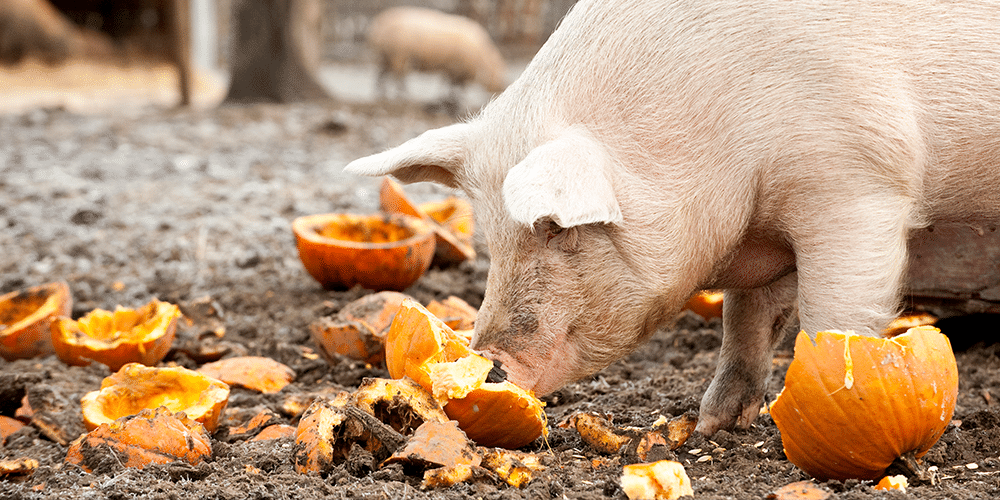 Yielding to Temptation: Pigs Get Fat, Hogs Get Slaughtered: Q3 2024 Fixed Income Update